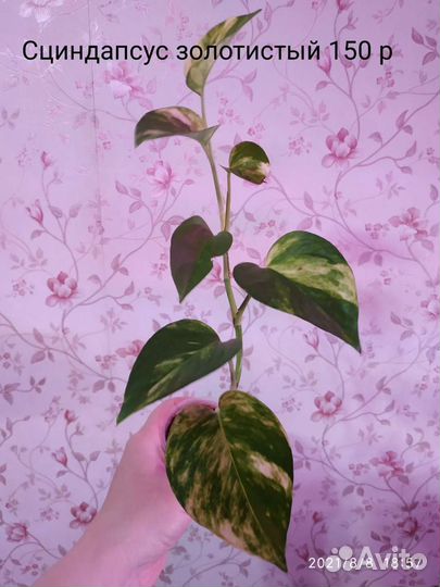 Разные: Ароидные