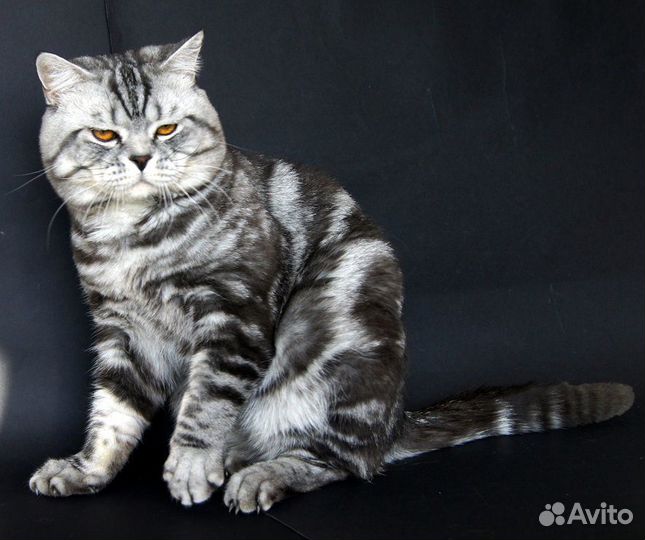 Вязка с шотландским котом