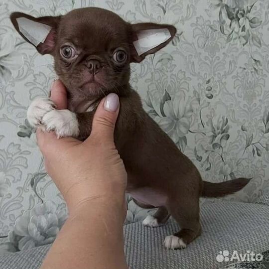 Шикарная курносая девочка