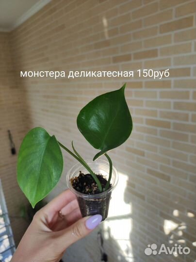 Ктенанта амагрис, монстера, сингониум и мн.др