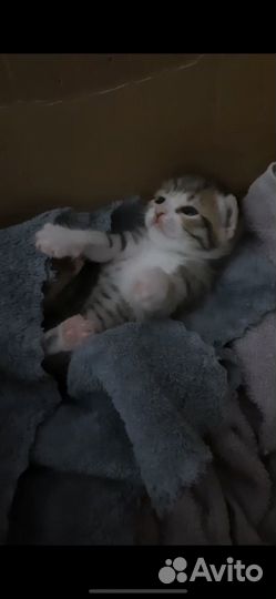 Кроха котенок в добрые руки