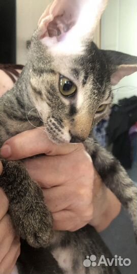 Котята донского сфинкса