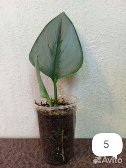 Комнатные цветы