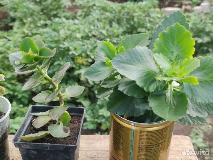 Продам цветы комнатные