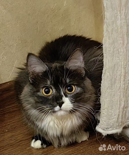 Кошки
