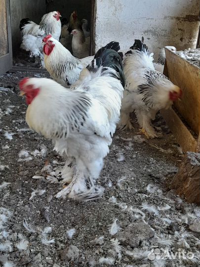 Петух Брама