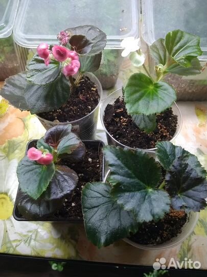 Бегония махровая