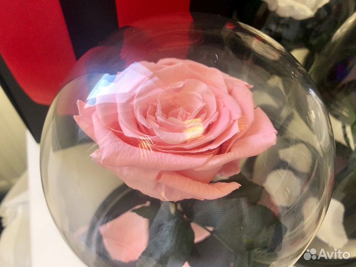 Живая роза розовая + бесплатная доставка