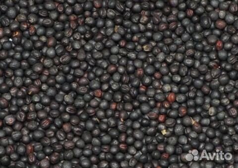 Озимый рапс