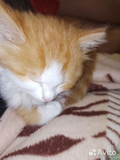 Котёнок в добрые руки приучен к лотку