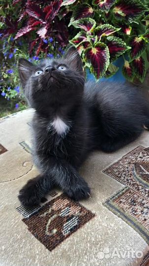 Милейшие котята