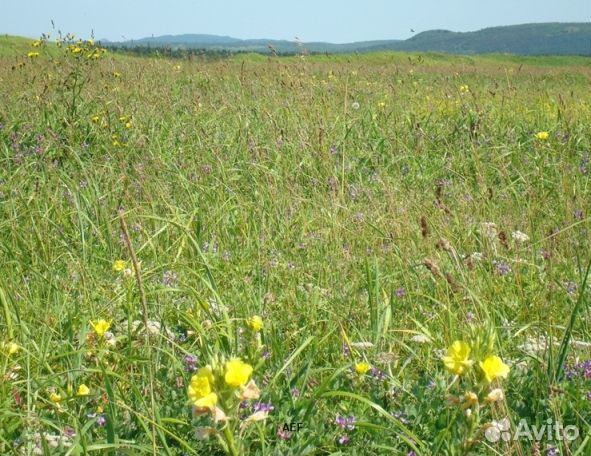 Мед 24 года Алтайский опт