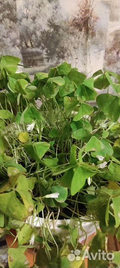 Кислица,цветок Добрый день, комнатное растение