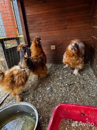 Молодые петухи