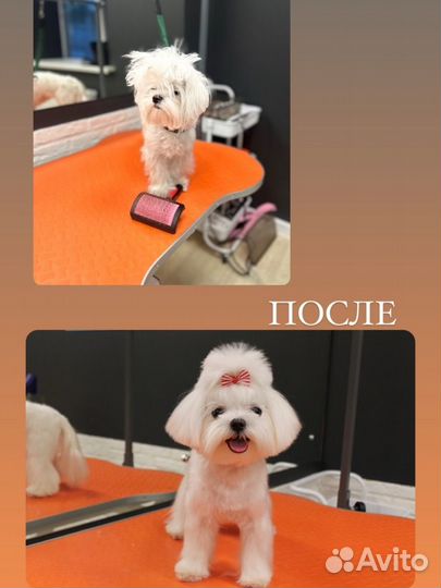 Груминг (стрижка собак и кошек, экспресс линька)