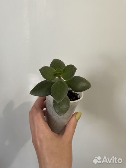 Денежное дерево толстянка крассула
