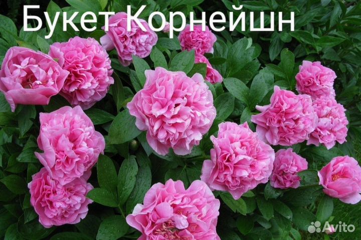 Пионы сортовые зкс