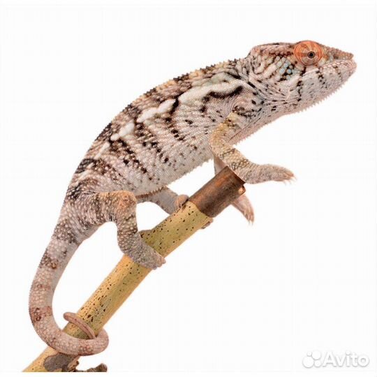 Пантеровый Хамелеон