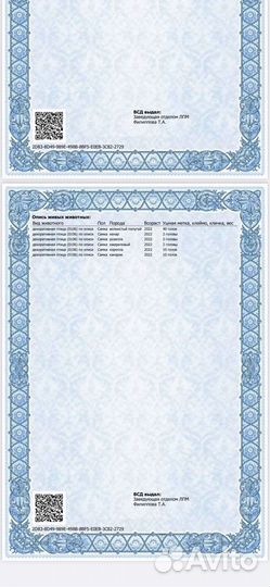 Ожереловый попугай