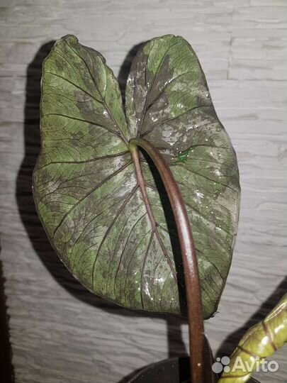 Алоказия Chocolate Green