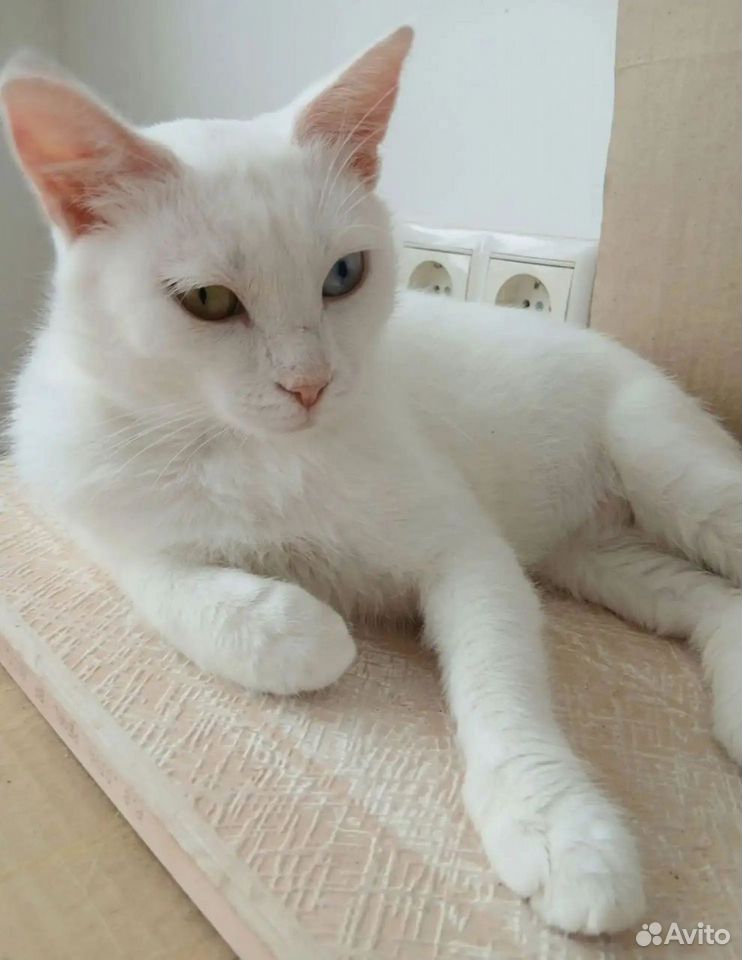Взрослая, кошка в добрые руки, Краснодар