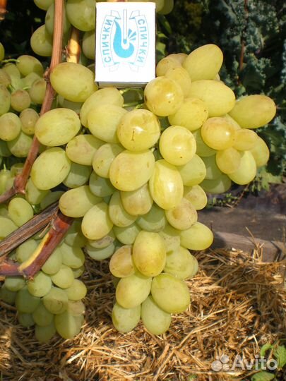 Двухлетние саженцы винограда