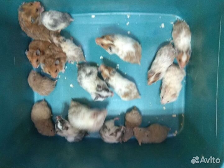 Сирийские хомячата на подарки