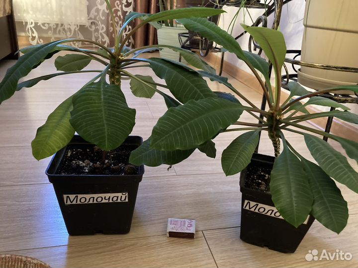 Комнатные цветы