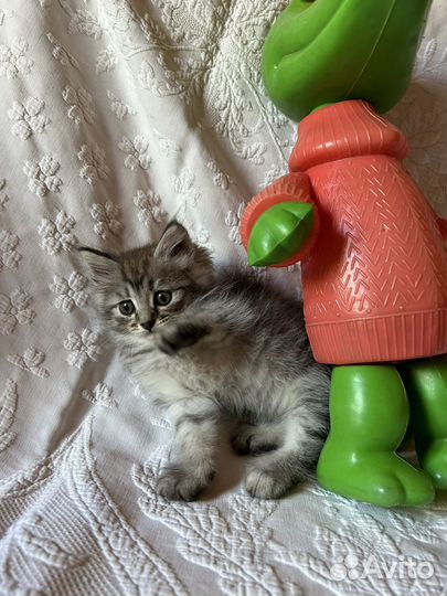 Супер пушистики