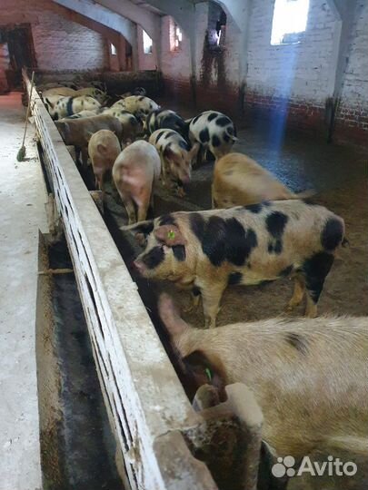 Поросята дюрок