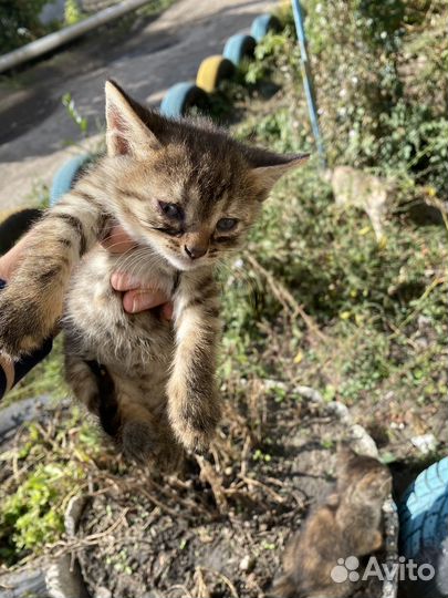 Котята в добрые руки