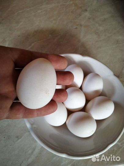 Домашние куриные яйца