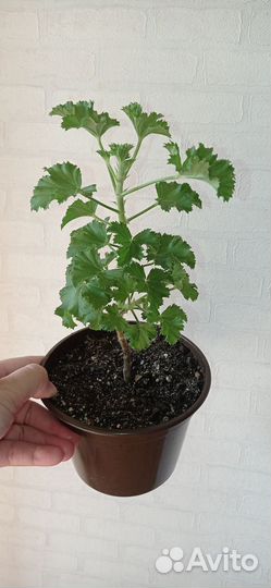 Герань пеларгония малиновая в горшке 0.8 л