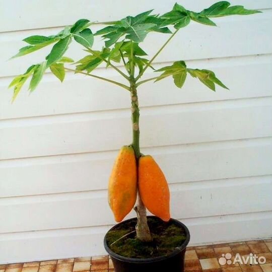 Семена комнатных плодоносящих экзотов