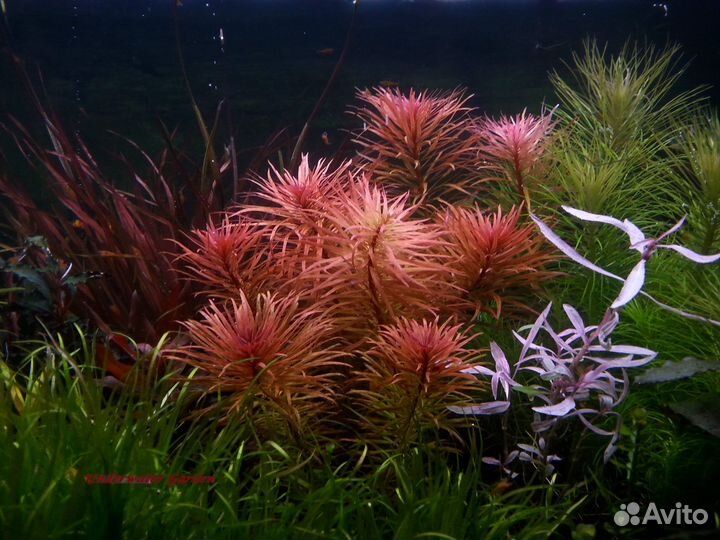 Аквариумные растения