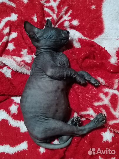 Донской сфинкс котята киров