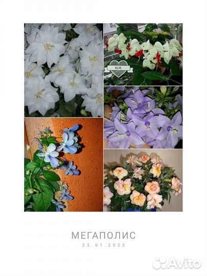 Комнатные Цветы почтой