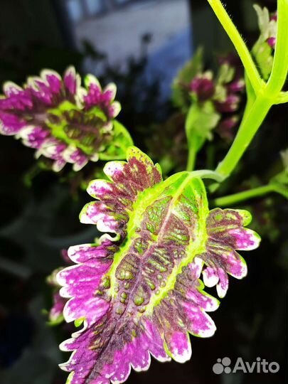 Много цветов Толстянка Хамедорея Гардения Гастерия