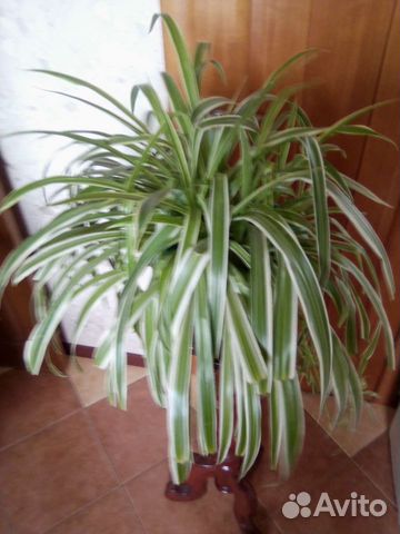 Цветы комнатные