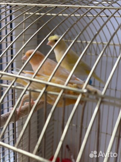 Канарейки девочки