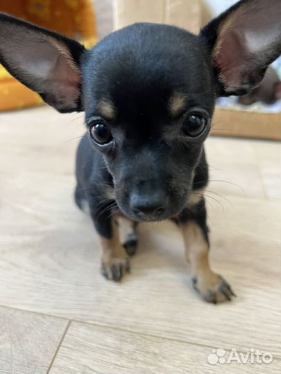 Той терьер щенки