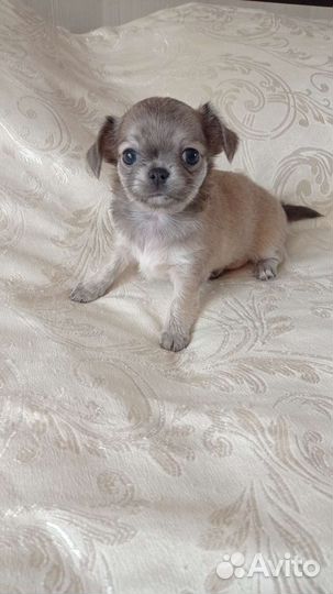Щенки чихуахуа