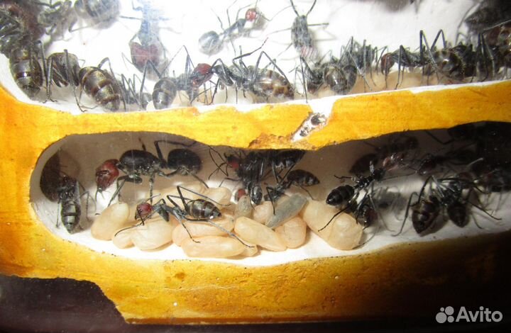 Camponotus singularis