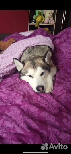 Потерялась собака