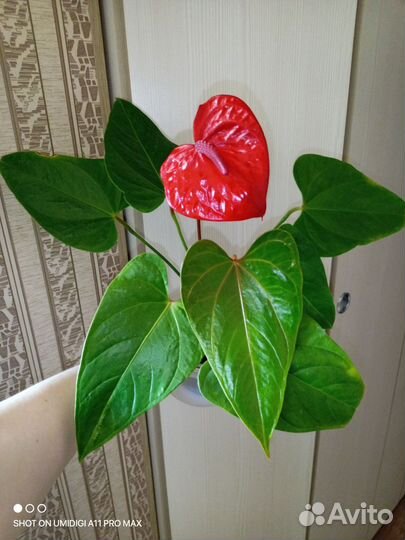 Антуриум Казанова