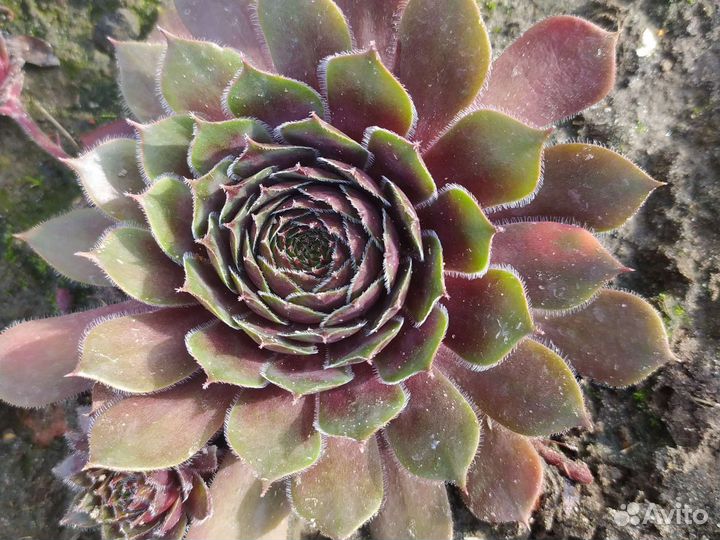 Молодило каменная роза, суккуленты