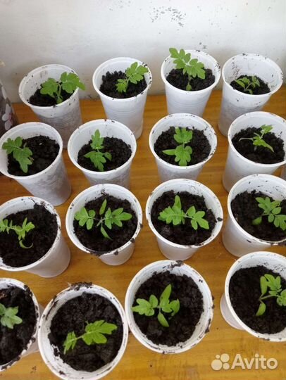 Рассада помидор балконное чудо