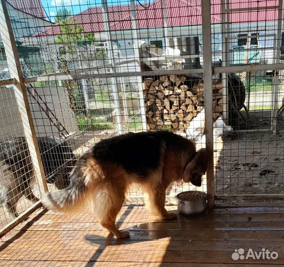 Немецкая овчарка