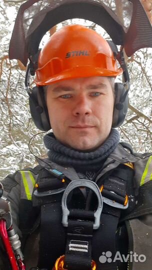 Спил деревьев