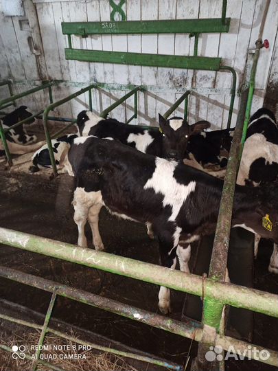 Телята бычки на откорм